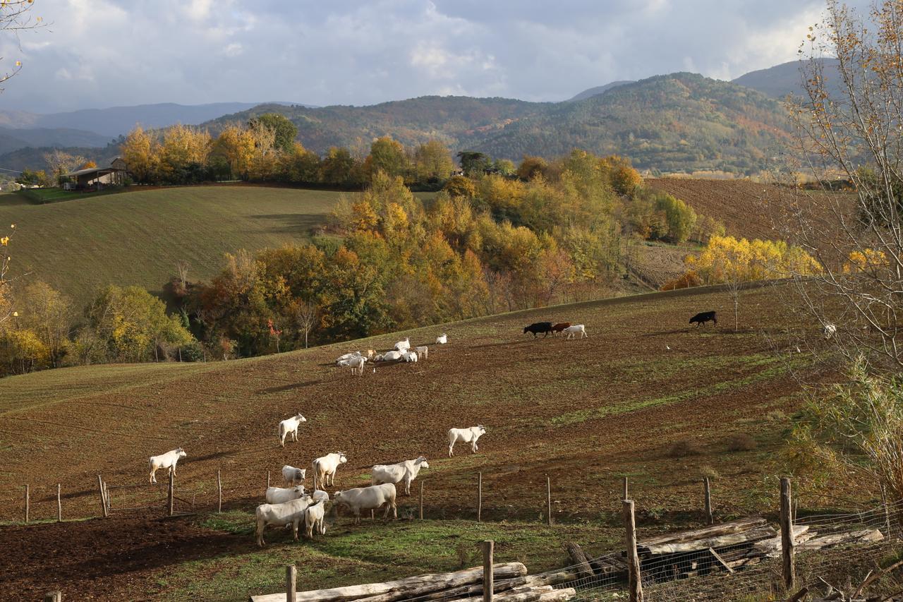 Вилла Agriturismo La Colombaia Виккьо Экстерьер фото